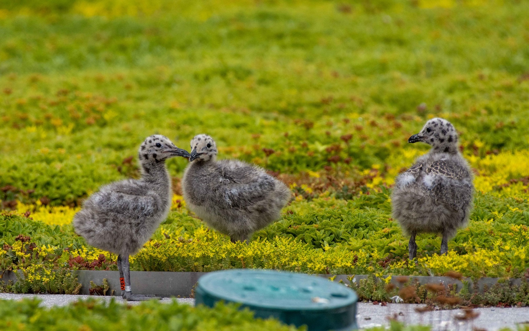 Herring Gull chicks hatched on the Javits Center Green Roof. Photo: NYC Bird Alliance