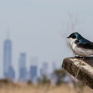 A Tree Swallow photographed in Queens, NY. Photo by Ryan F Mandelbaum/CC.