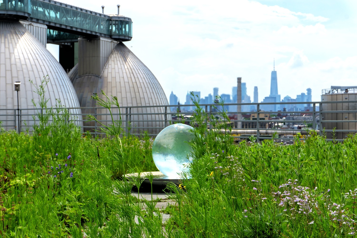 Kingsland Wildflowers at Broadway Stages. Photo: NYC Bird Alliance