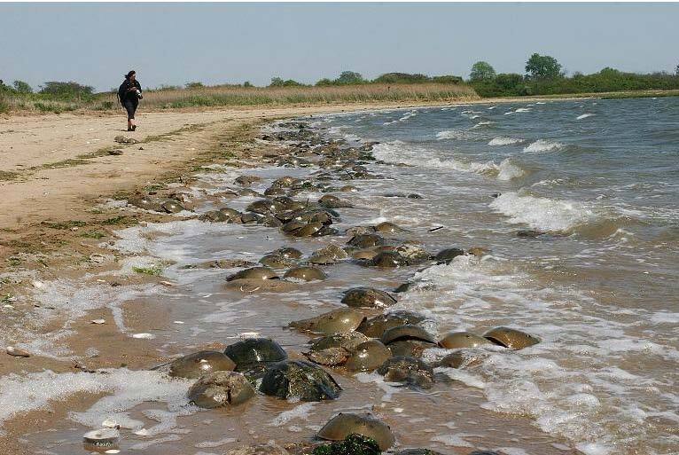 Spawning horseshoe crabs in Jamaica Bay. Photo: Don Riepe