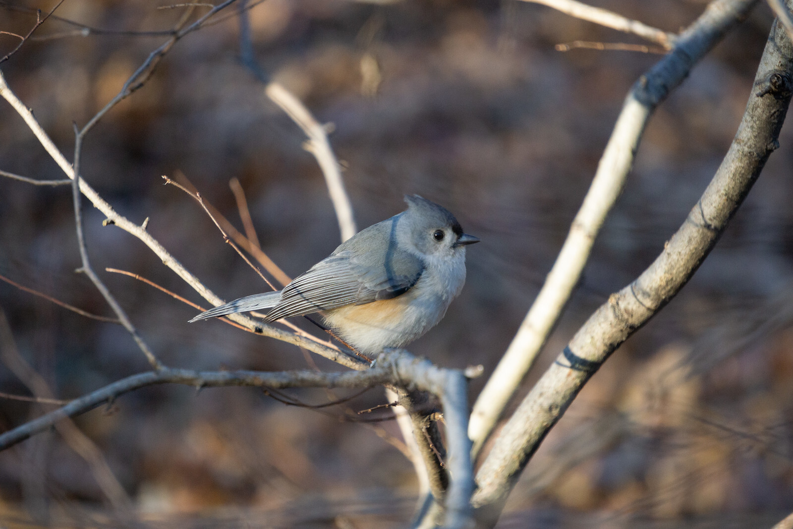 One of the 765 Tufted Titmice counted in Central Park at the 123rd Annual Audubon Christmas Bird Count. Photo: NYC Bird Alliance