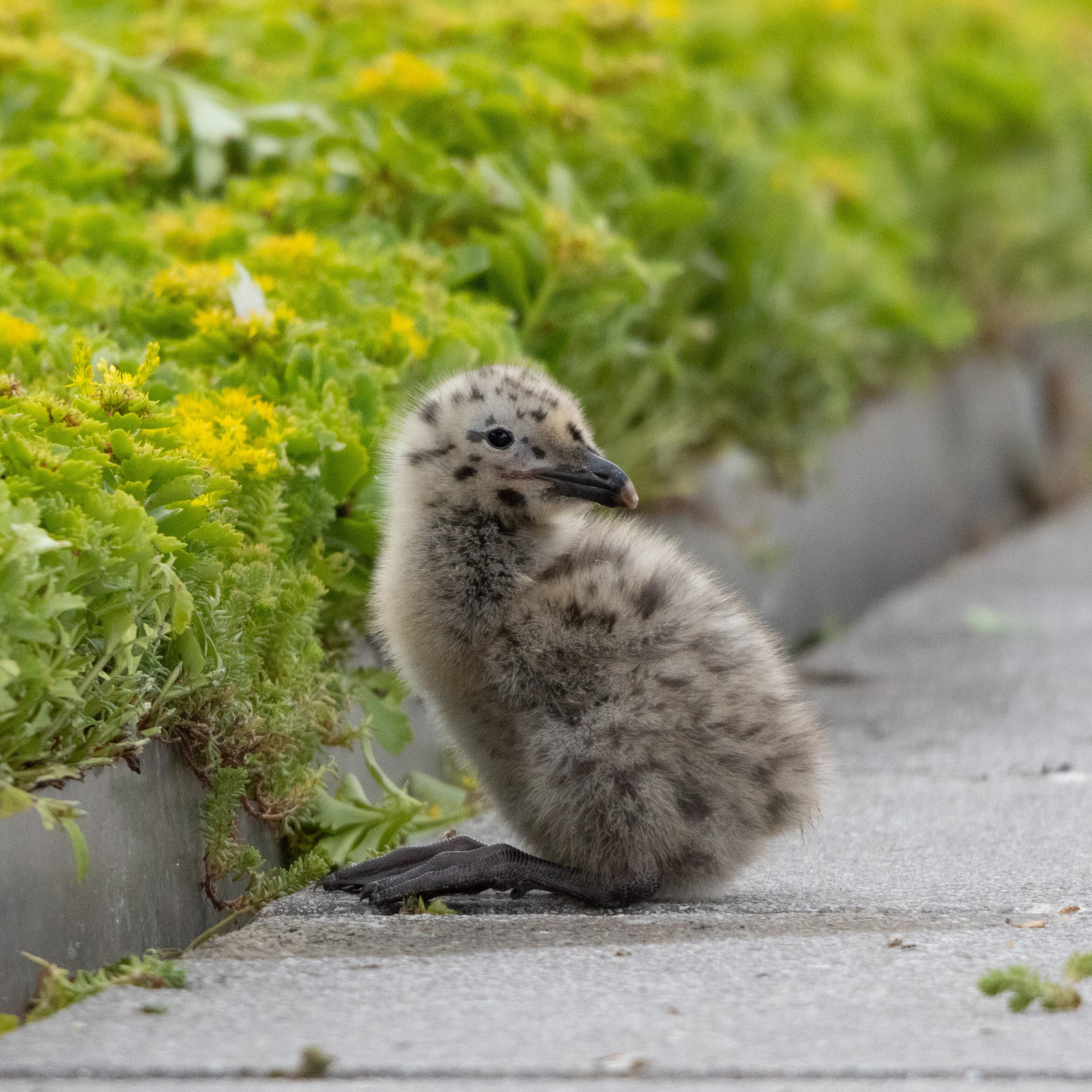 Herring Gull chick born on the Javits Center Green Roof. Photo: Christine Cieslak