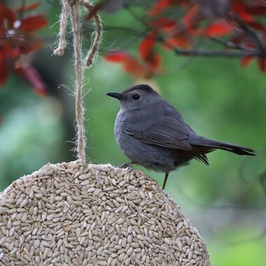 A Gray Catbird forages in Greenwich Village's Jefferson Market Garden. Photo: Linda Camardo