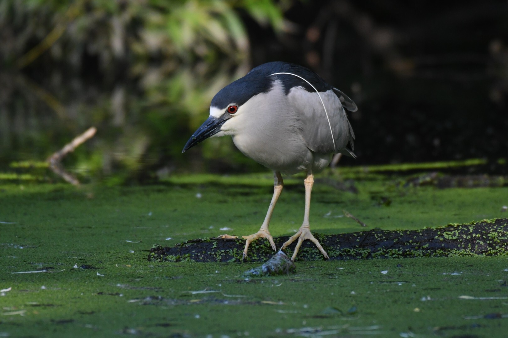 Black-crowned Night Heron hunting in Central Park. Photo: David Ringer