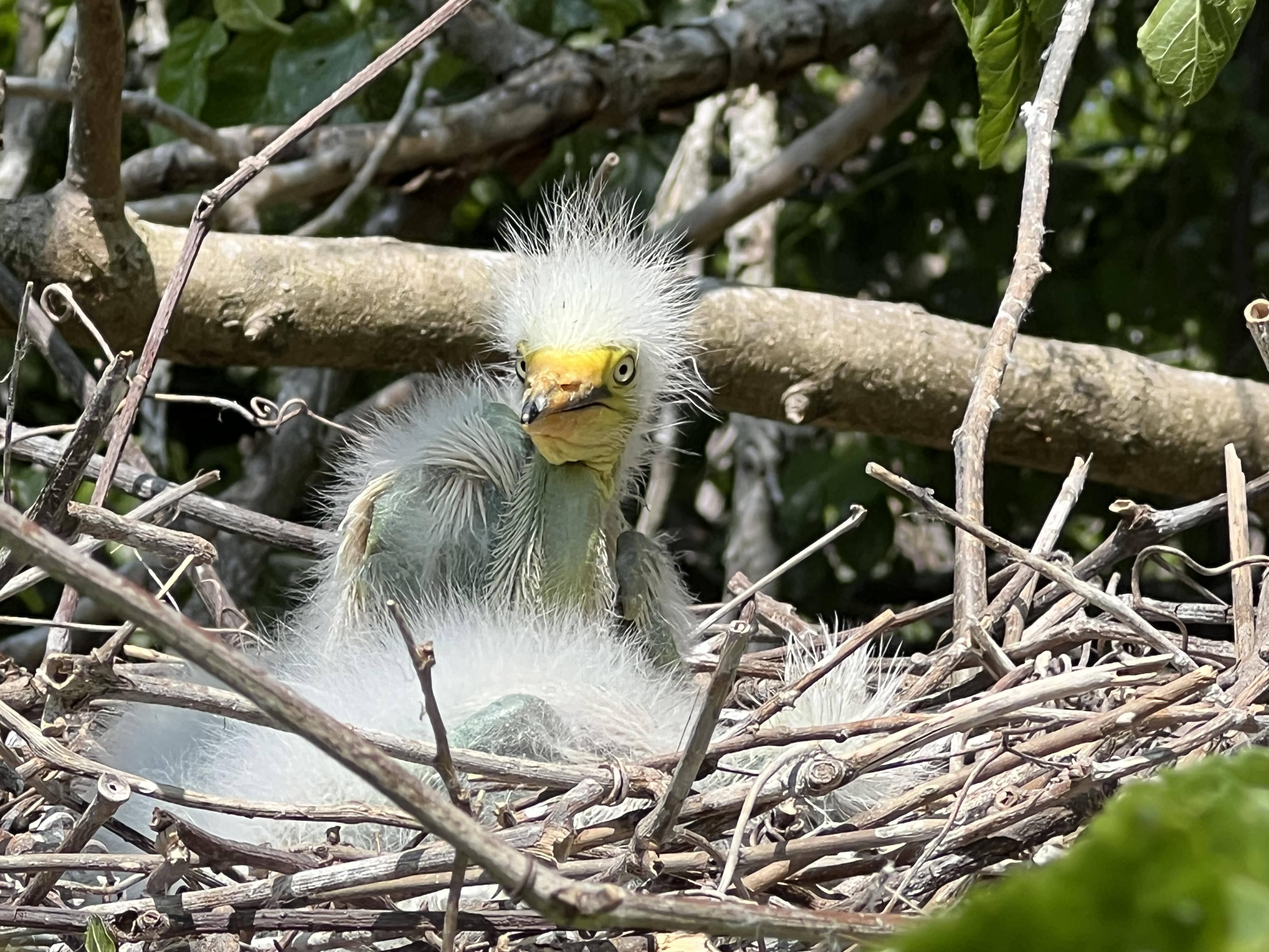 Great Egret chick. Photo: NYC Bird Alliance