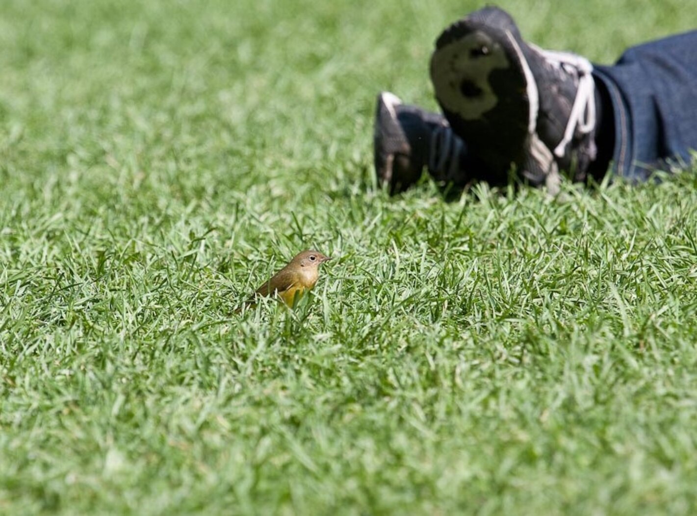 This Connecticut Warbler made itself at home in Bryant Park. Photo: Anders Peltomaa/CC BY-NC-ND 2.0