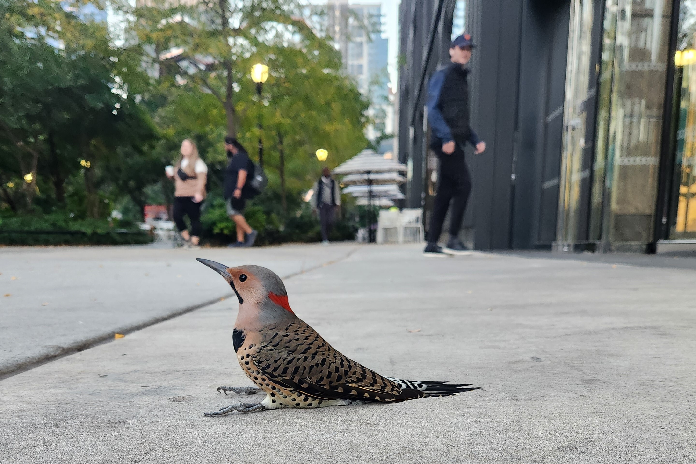 A Northern Flicker sits stunned after colliding with glass. Photo: NYC Bird Alliance