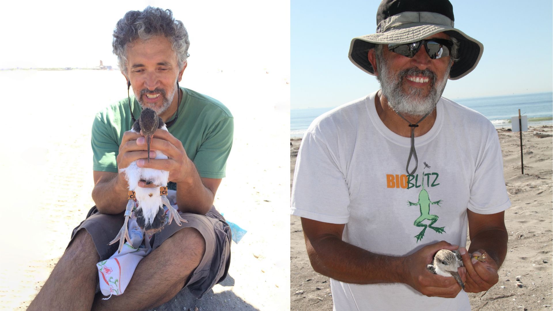 Left: Emilio Tobón holds a banded young oystercatcher © Debra Kriensky. Right: Emilio holds a Semipalmated Sandpiper © NYC Bird Alliance