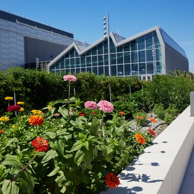 The Javits Green Roof. Photo: Argenis Apolinario