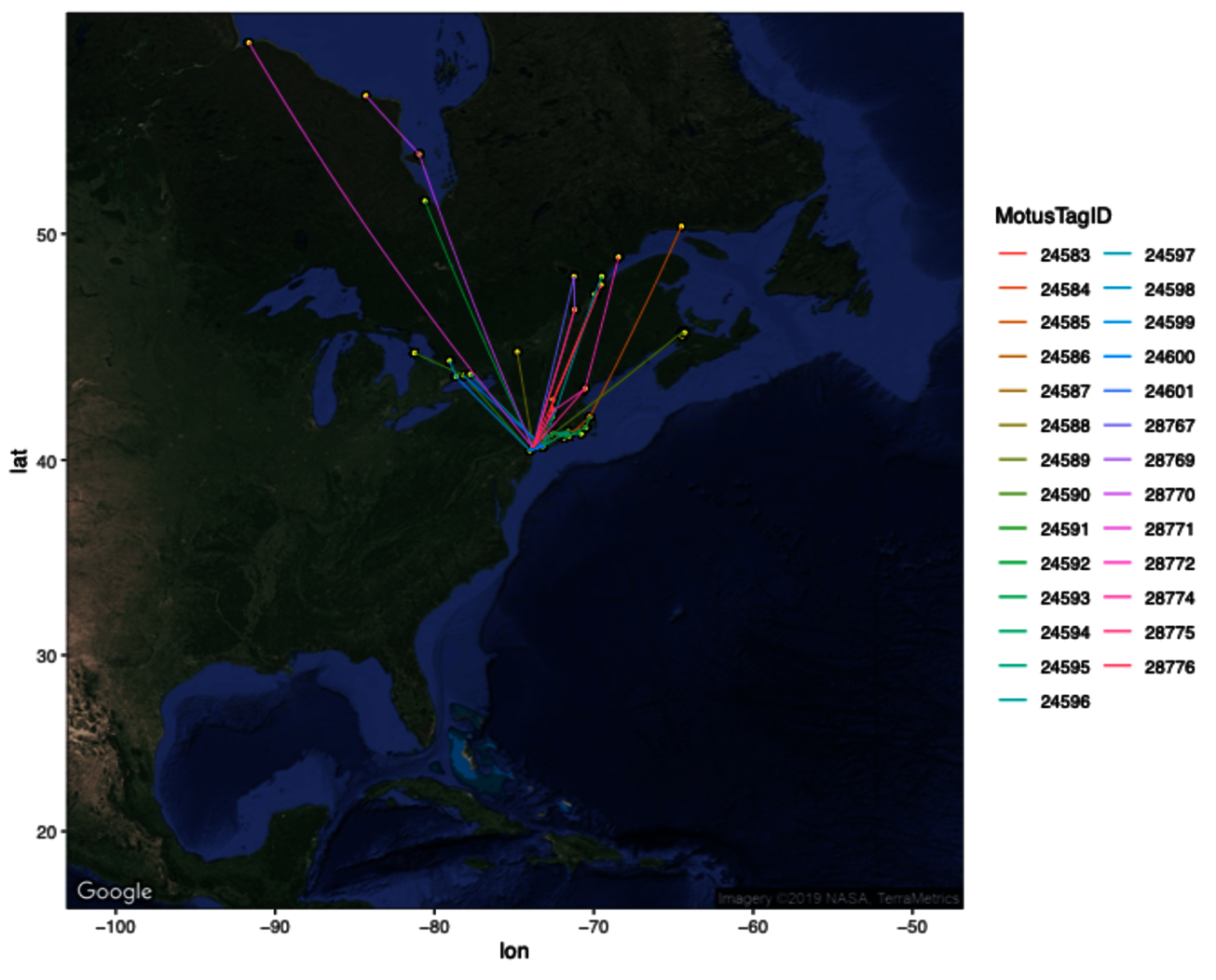 Spring migration tracks of 27 Semipalmated Sandpipers nanotagged in Jamaica Bay in 2017 and 2018. Birds were detected flying inland along the Connecticut River, along the coast of Long Island Sound and Cape Cod, and eventually at locations in Canada including Lake Ontario, the St. Lawrence River, the Bay of Fundy, Ottawa, and Hudson Bay. Photo: NYC Bird Alliance