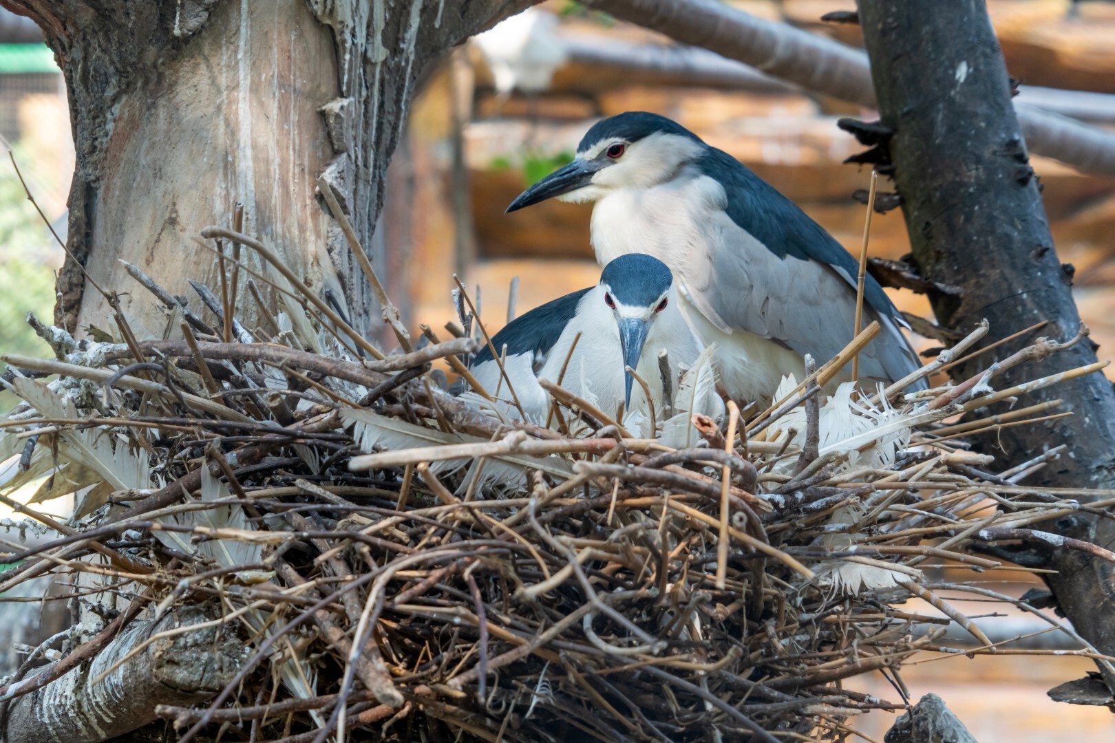 Nesting Black-crowned Night Herons. Photo: Daniel Ferryanto