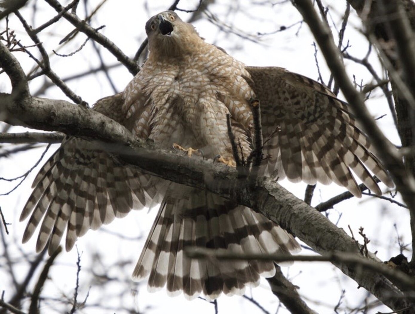 An adult Cooper`s Hawk takes an aggressive stance (and helpfully displays the trademark rounded, white-tipped end of its tail) at NYBG. Photo: Debbie Becker