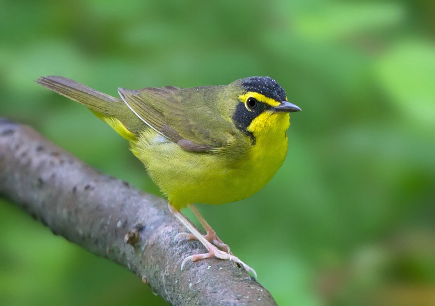 Birders came from far and wide to see a Kentucky Warlbler that visited Washington Square Park in the spring of 2017. Photo: David Speiser