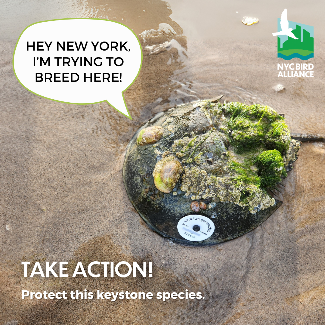 Protecting our shorebirds means protecting the Atlantic Horseshoe Crab. Graphic: NYC Bird Alliance