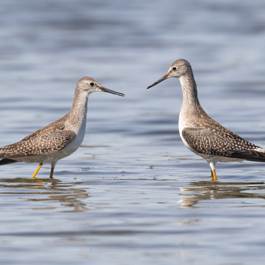 Pair of Greater Yellowlegs, Jamaica Bay Wildlife Refuge. Photo: Ryan Mandelbaum/CC