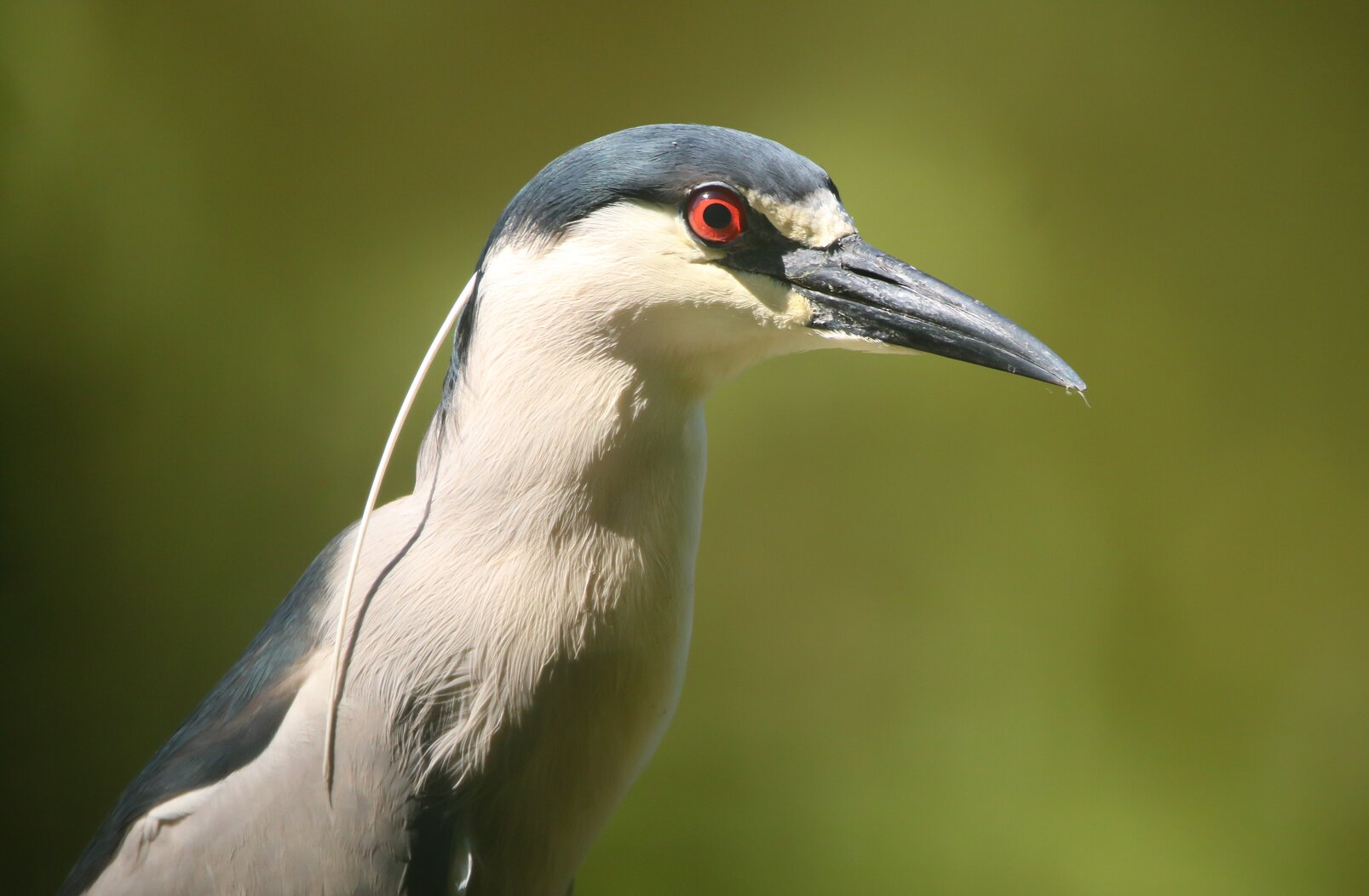 In the evenings, a Black-crowned Night-Heron has occasionally come to hunt rats in Tompkins Square Park. Photo: Dave Ostapiuk