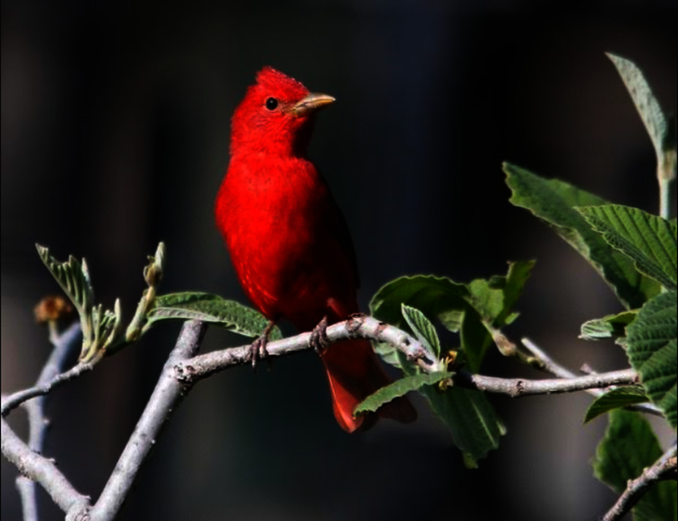 A Summer Tanager was an unusual visitor to Tompkins Square Park. Photo: Dennis Edge