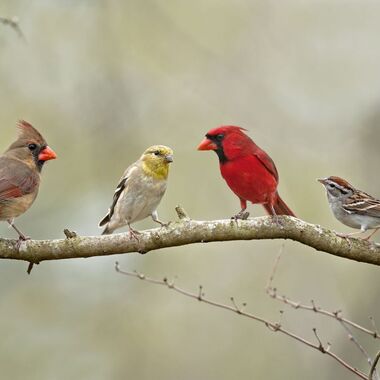 A series of colorful birds sit together on a tree branch. Credit: Shutterstock