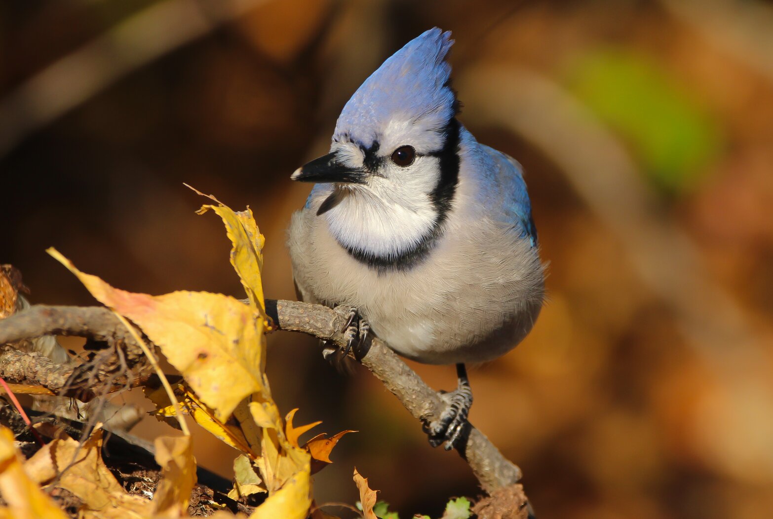 Blue Jays frequent Madison Square Park. Photo: Dave Ostapiuk