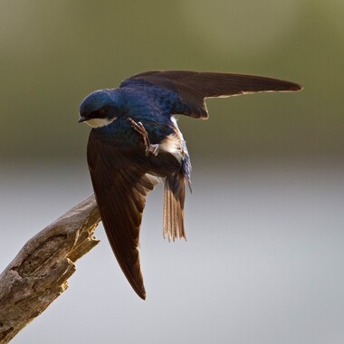 Tree Swallows forage along the banks of the East River and nest in places including Randall's Island. Photo: François Portmann