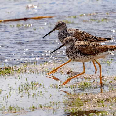 Pair of Greater Yellowlegs / Dan Streiffert