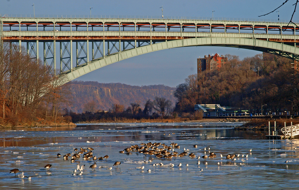 Canada Geese and Ring-billed Gulls gather on the ice at Inwood Hill Park. <a href="https://www.flickr.com/photos/steveguttman/4271505822/" target="_blank">Photo</a>: Steve Guttman/<a href="https://creativecommons.org/licenses/by-nc-nd/2.0/" target="_blank">CC BY-NC-ND 2.0</a>