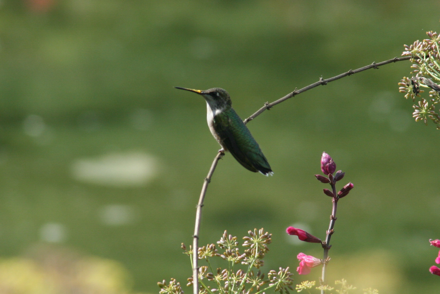 Ruby-throated Hummingbirds are sometimes seen in Brooklyn Botanic Garden during migration. Photo: Jenny K./CC BY-NC-ND 2.0