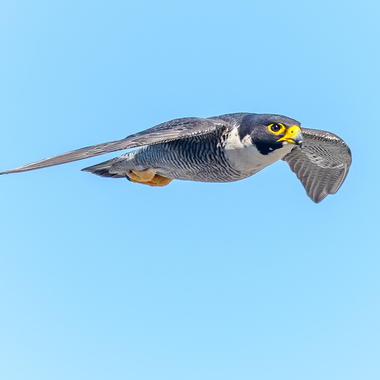 A Peregrine Falcon in Flight. Photo: Paul Balfe/<a href="https://creativecommons.org/licenses/by-nc/2.0/" target="_blank" >CC BY 2.0</a>
