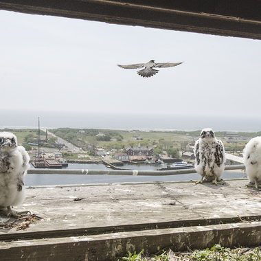 Peregrine Falcon nestlings on the Marine Parkway–Gil Hodges Memorial Bridge, in Queens, are banded by New York City Department of Environmental Protection Research Scientist Christopher Nadareski. Photo: New York City Department of Environmental Protection/<a href="https://creativecommons.org/licenses/by-nc/2.0/" target="_blank" >CC BY 2.0</a>
