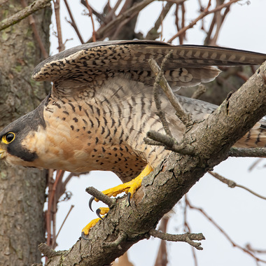 A Peregrine Falcon readies itself for takeoff. Photo: <a href="https://pbase.com/btblue" target="_blank" >Lloyd Spitalnik</a>