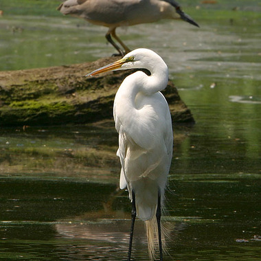 Great Egrets and Black-crowned Night-Herons, which nest on several islands in the East River, can be found found foraging at Sherman Creek and on Randall's island. Photo: Steve Nanz