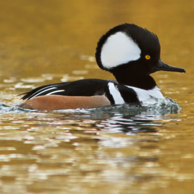 Hooded Merganser, a common yet always delightful site at the Christmas Bird Count. Photo: Canva Images