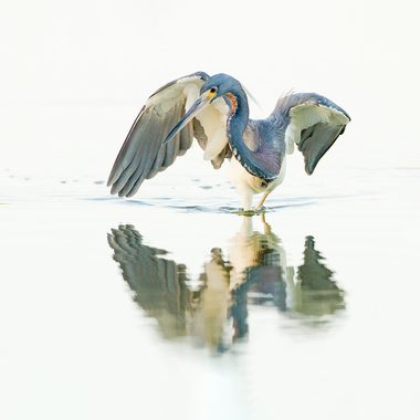 Most years, one or two pairs of Tricolored Herons nest in Jamaica Bay. Photo: Roger Williams/Audubon Photography Awards