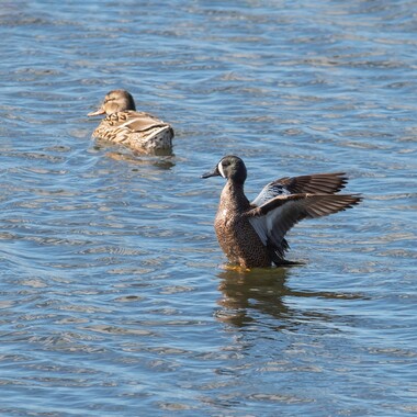 This male Blue-winged Teal (right) stopped by Marine Park during migration, joining a female Gadwall. 
Photo: <a href="https://www.flickr.com/photos/144871758@N05/" target="_blank">Ryan F. Mandelbaum</a>