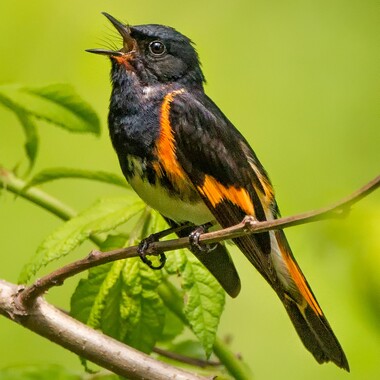 
American Redstarts nest in the tall Willow Oaks in the Jamaica Bay "gardens." Photo: <a href="https://www.pbase.com/btblue" target="_blank">Lloyd Spitalnik</a>