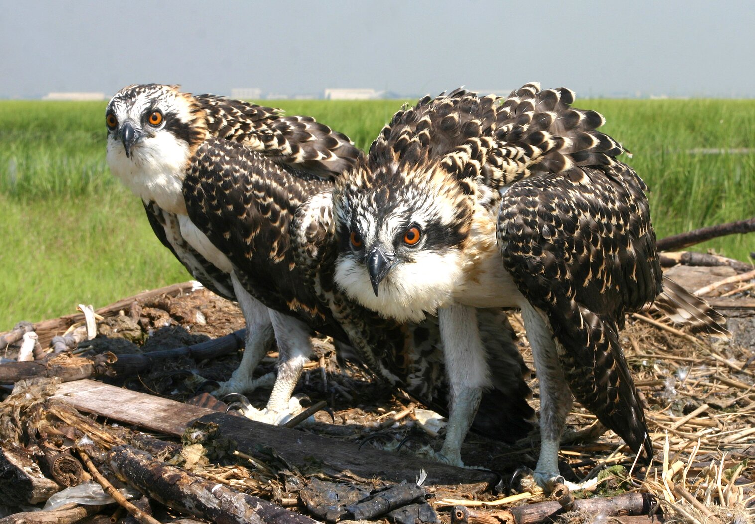 Osprey fledglings; over two dozen Osprey pairs nest in Jamaica Bay Wildlife Refuge. Photo: Don Riepe