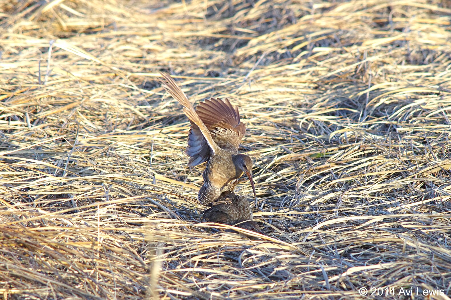 A pair of Marine Park Preserve Clapper Rails do what comes naturally. Photo: Avi Lewis