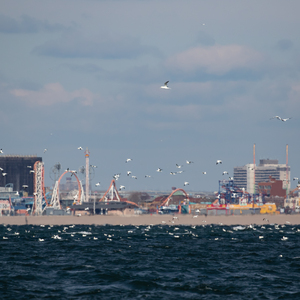 Northern Gannets sometimes gather in great numbers off of Coney Island Beach (here seen from the Rockaway Peninsula with Coney Island in the background). Photo: Ryan F. Mandelbaum