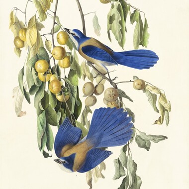 Florida Scrub-Jays by John James Audubon. Courtesy of New-York Historical Society.