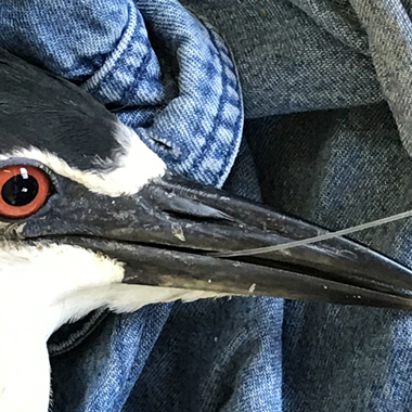 This Black-crowned Night-Heron had ingested a fish hook; it was found tangled in branches on Hoffman Island during our annual nesting survey. The hook was removed and the bird was released. Photo: NYC Bird Alliance
