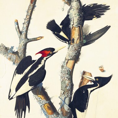 Ivory-billed Woodpeckers by John James Audubon. Courtesy of New-York Historical Society.