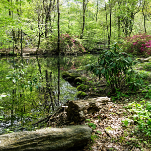 The Central Park Ramble offers visitors an experience of the woods in the center of New York. Photo credit: Cornelis Verwaal