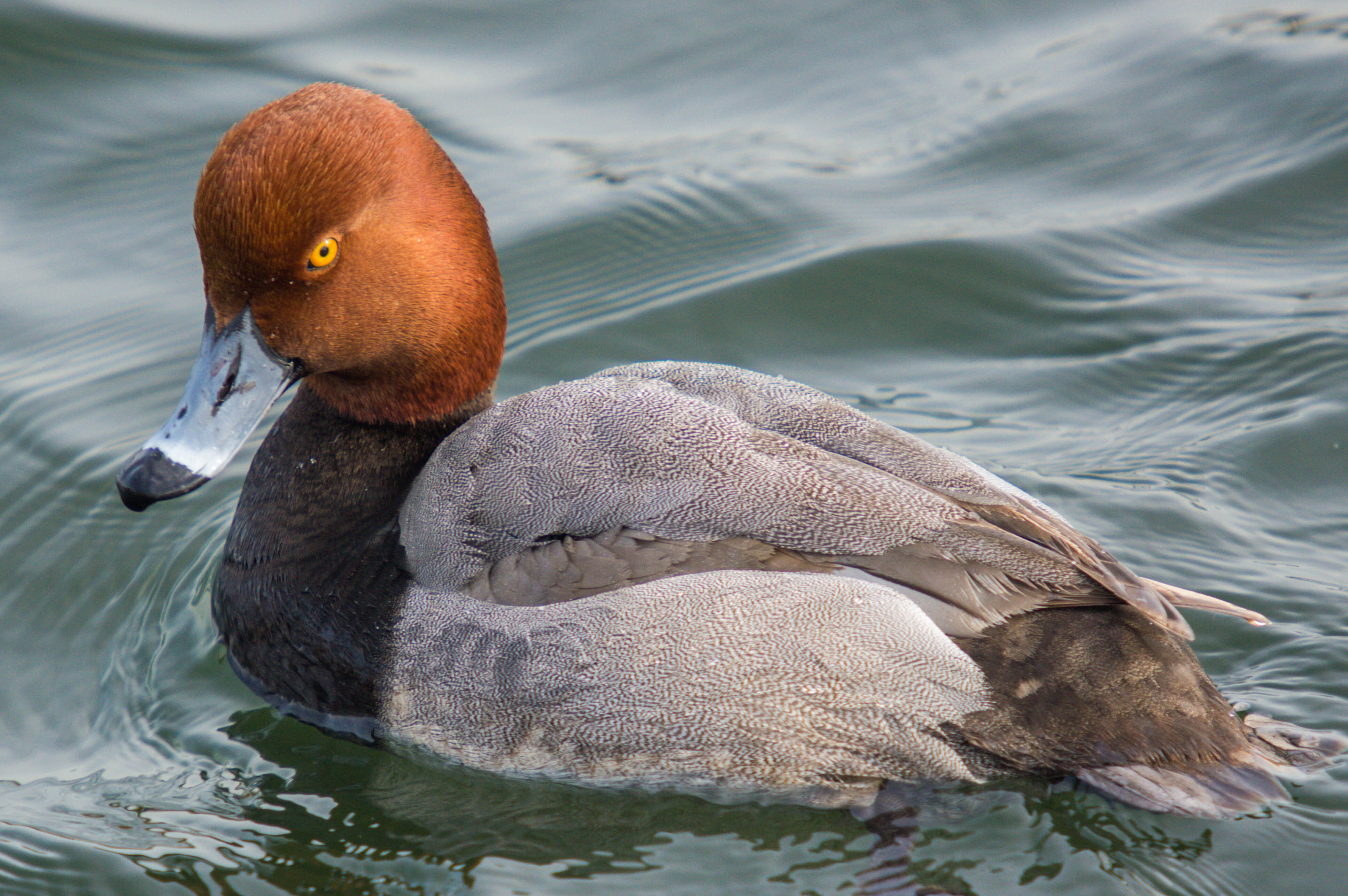 Seldom seen waterfowl like the Redhead can sometimes be seen fairly up close by the piers of Sheepshead Bay. Photo: Will Pollard/CC BY-ND 2.0