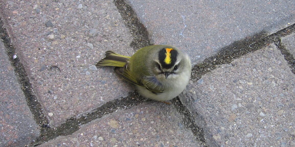 Golden-crowned Kinglets are among the most frequent collision victims in New York City. Photo: NYC Bird Alliance