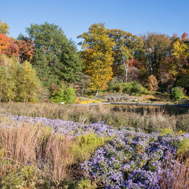 Courtesy of New York Botanical Garden.