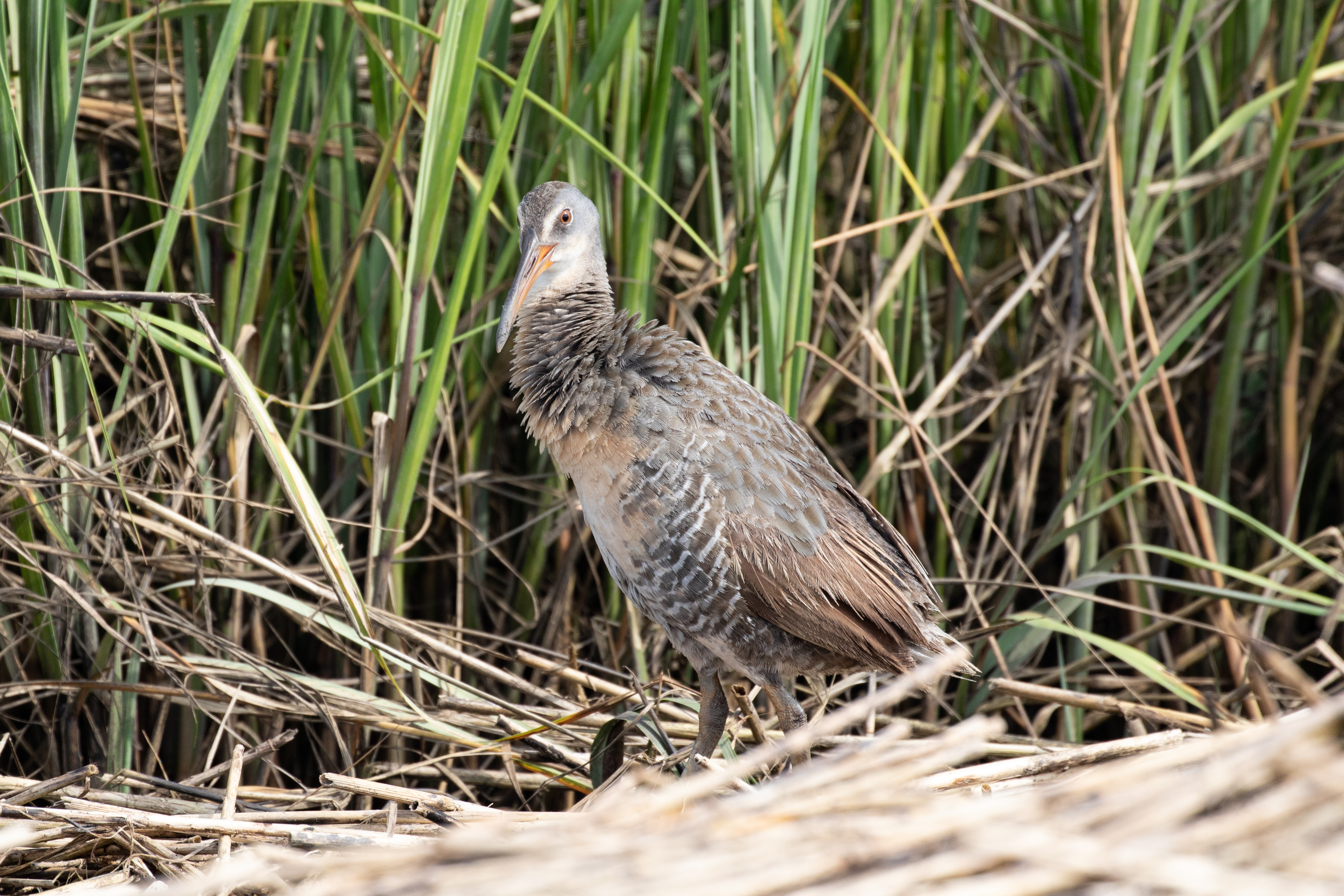 A Clapper Rail walks the marshes of Plumb Beach. Photo: Ryan F. Mandelbaum