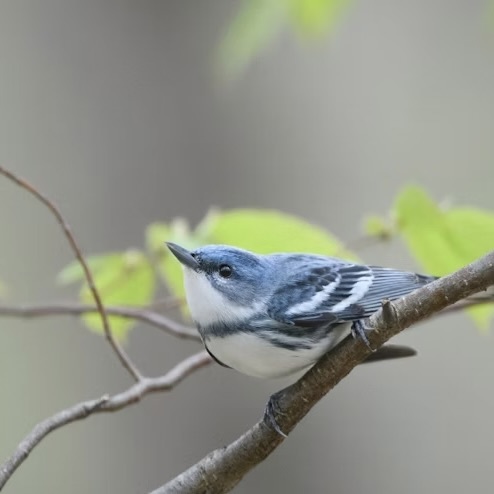 Cerulean Warbler. Photo: Mathew Malwitz/Audubon Photography Awards