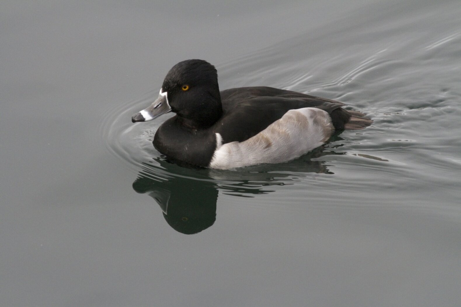 Diving birds such as this male Ring-necked Duck sometimes stop by the Twin Lakes. Photo: Debbie Becker