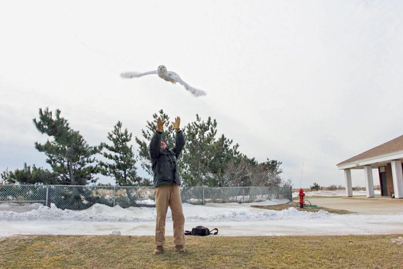 A banded Snowy Owl is released, January 2014. Photo: NYC Bird Alliance/Port Authority of NY & NJ