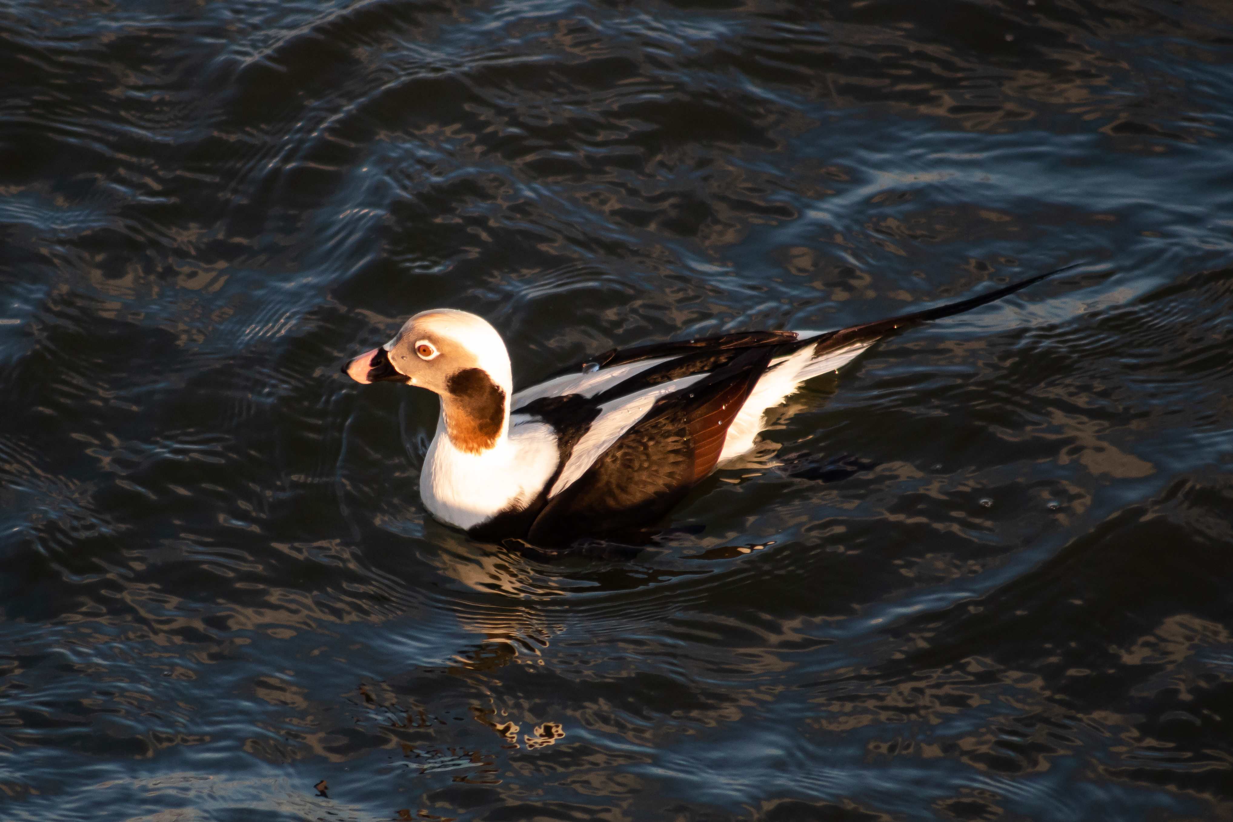 Long-tailed Ducks can sometimes be viewed up close from Pat Auletta Steeplechase Pier, off Coney Island Beach. Photo: Ryan F. Mandelbaum